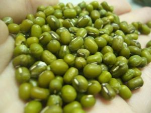 Green Mung Bean