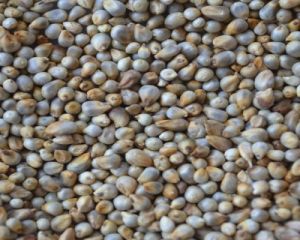 Pearl Millet