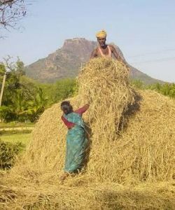 Paddy Straw