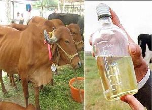 Cow Urine