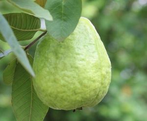 Thai Guava Plant