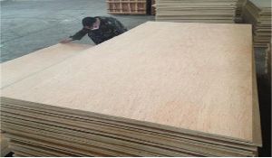 Beech Plywood