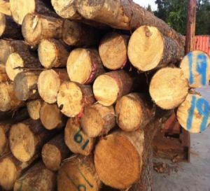 Yellow Southern Pine Logs