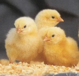 Broiler Chicks