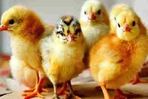 Sonali Desi Chicks