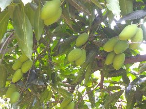 Fresh Green Mango