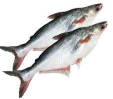 Fresh Basa Fish