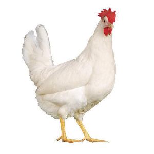 Glucobeta C Poultry Feed Supplement