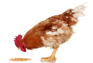 Syno Tox Poultry Feed Supplement