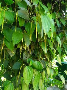 Black Pepper Plant