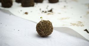 Cow Dung Seed Balls