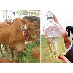 Pure Cow Urine