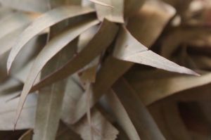 eucalyptus leaves