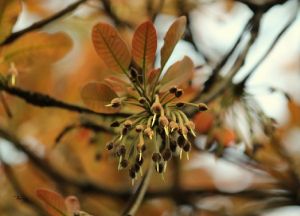 Mahua Flower