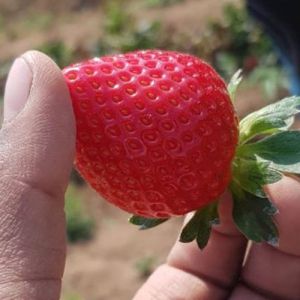 Fresh Organic Strawberry