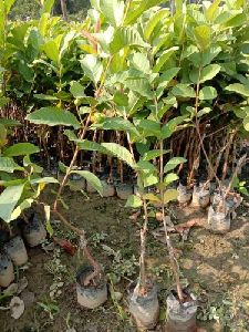 Guava Plants