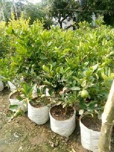 Thai Apple ber plants