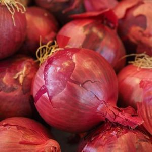 Fresh Onion