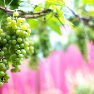 Green Grapes