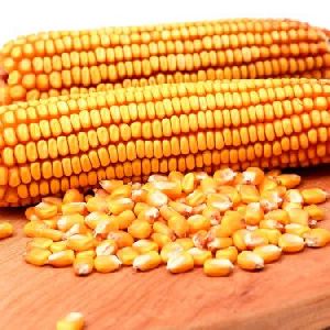 Maize Corn