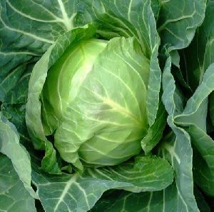 Natural Cabbage