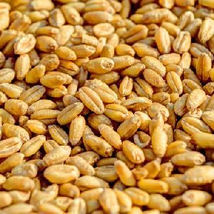 natural wheat seeds