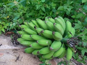 Fresh Hill Banana