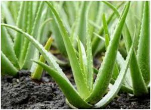 Fresh Aloe Vera Leaves