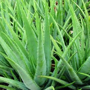 Natural Aloe Vera Leaves