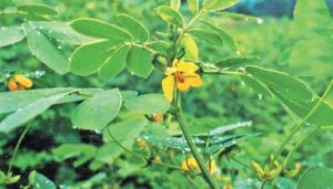 Natural Senna Leaves