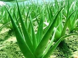 Organic Aloe Vera Leaves