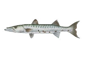 Frozen Barracuda Sheela Fish