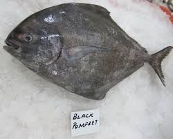 Frozen Black Pomfret Fish
