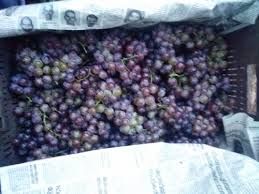 black Paneer Grapes