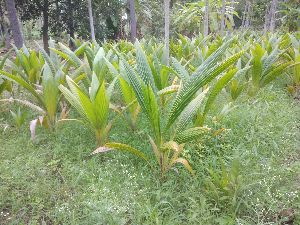 Coconut Plants