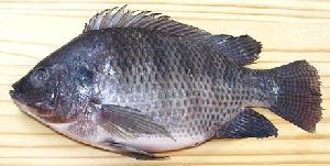 Tilapia Fish