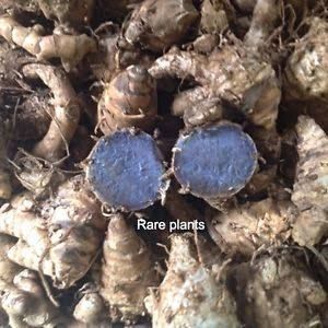 Black Turmeric