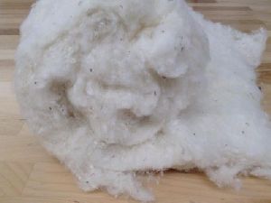 organic cotton fiber