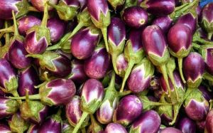 Fresh Brinjal