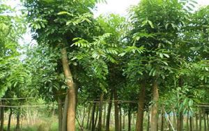 mahogany plants