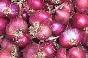 Sambar Onion - Tamil Nadu Origin
