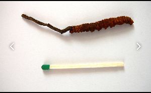 Cordyceps Sinensi