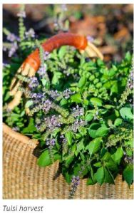 Holy Basil Plant