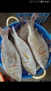 fresh velameen fish