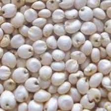 White Sorghum (Jowar)