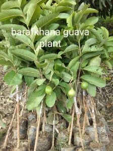 barafkhana guava plant