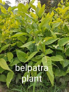 Belpatra Plant
