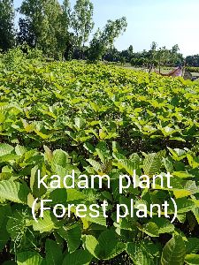 kadam plant