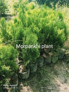 Morpankhi Plant