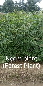 Neem Plant